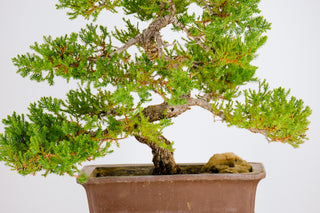 Specimen Nana Juniper Bonsai Tree 22”