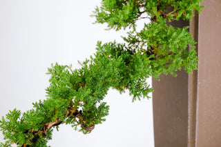 Specimen Nana Juniper Bonsai Tree 32” (Base of Pot to Top of Bonsai)