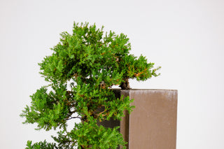 Specimen Nana Juniper Bonsai Tree 32” (Base of Pot to Top of Bonsai)