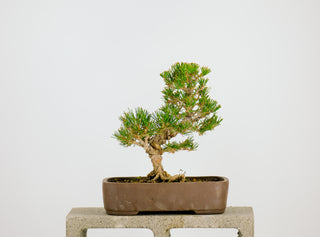 Specimen Back Pine 11”