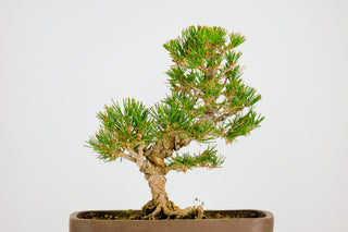 Specimen Back Pine 11”