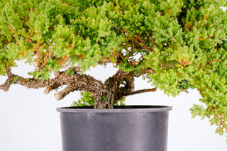 Specimen Pre Bonsai Nana Juniper Chunky 15”