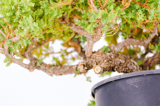 Specimen Pre Bonsai Nana Juniper Chunky 15”
