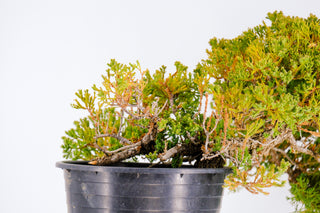 Specimen Pre Bonsai Nana Juniper Chucky 11"