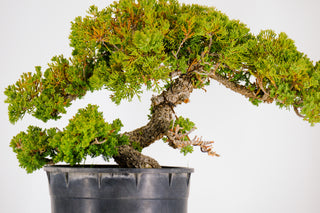 Specimen Pre Bonsai Nana Juniper Chunky 15”