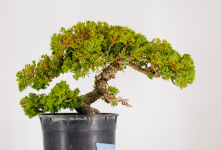 Specimen Pre Bonsai Nana Juniper Chunky 15”