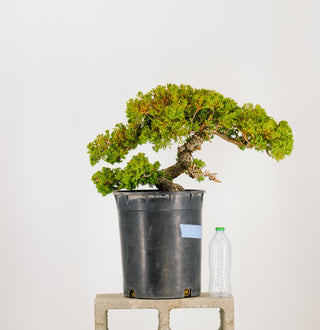 Specimen Pre Bonsai Nana Juniper Chunky 15”