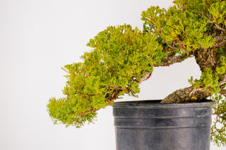 Specimen Pre Bonsai Nana Juniper Chunky 14”