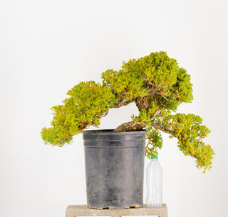 Specimen Pre Bonsai Nana Juniper Chunky 14”