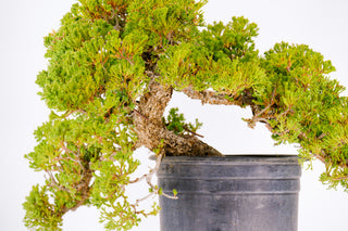 Specimen Pre Bonsai Nana Juniper Chunky 14”