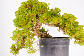 Specimen Pre Bonsai Nana Juniper Chunky 14”