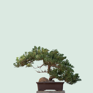 Name Bonsai Tree