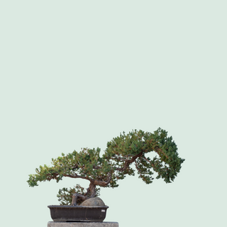 Name Bonsai Tree