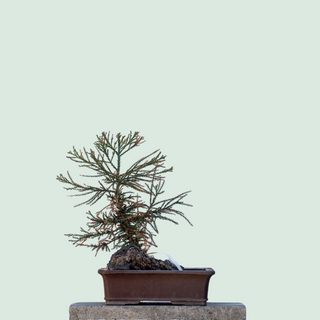 Name Bonsai Tree