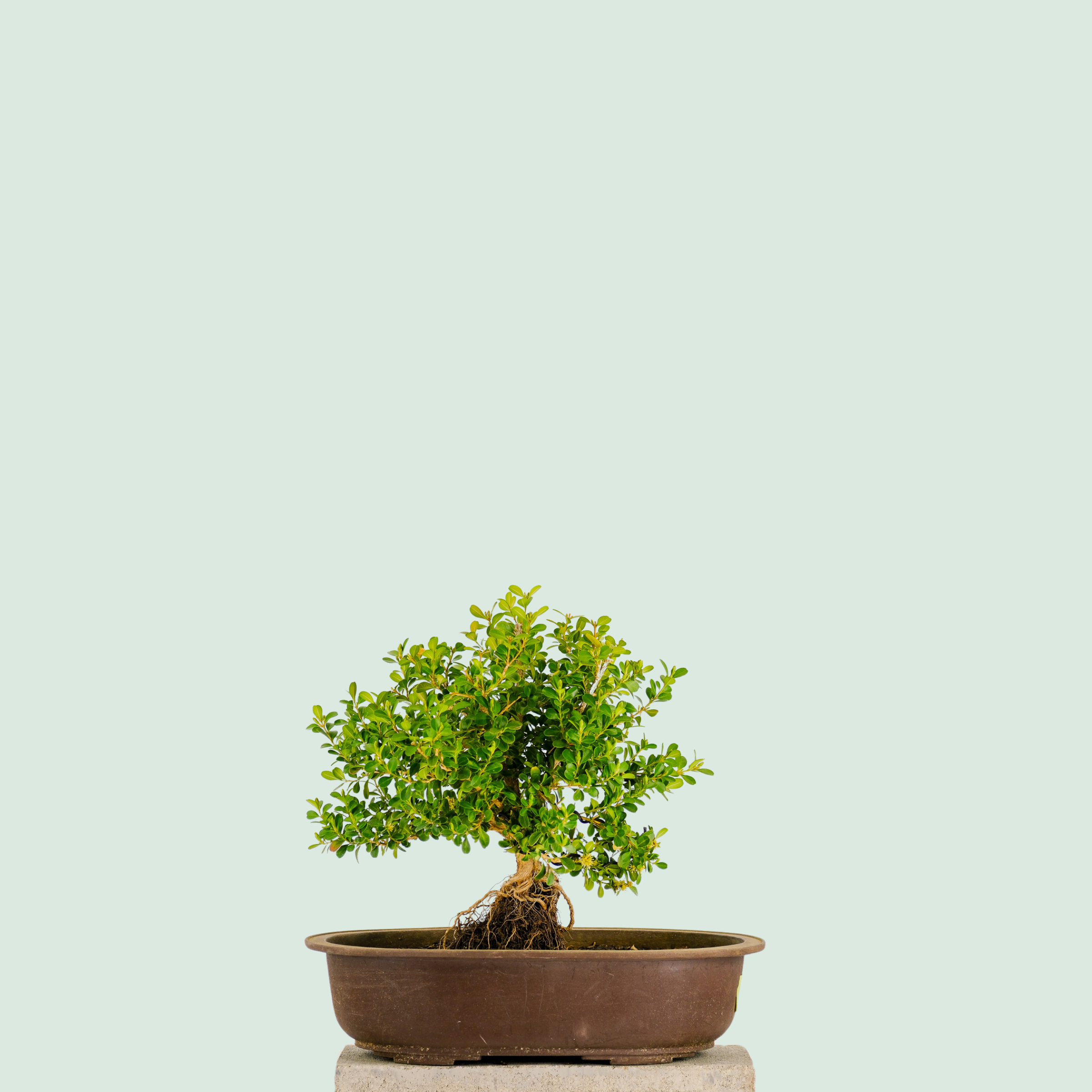 bonsai tree advantages Japanese Boxwood Bonsai Tree 14”