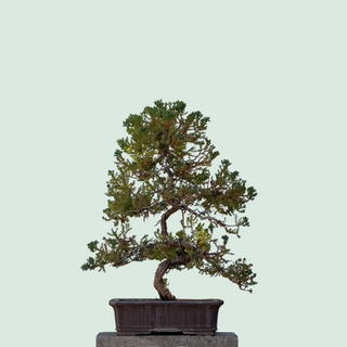 Name Bonsai Tree