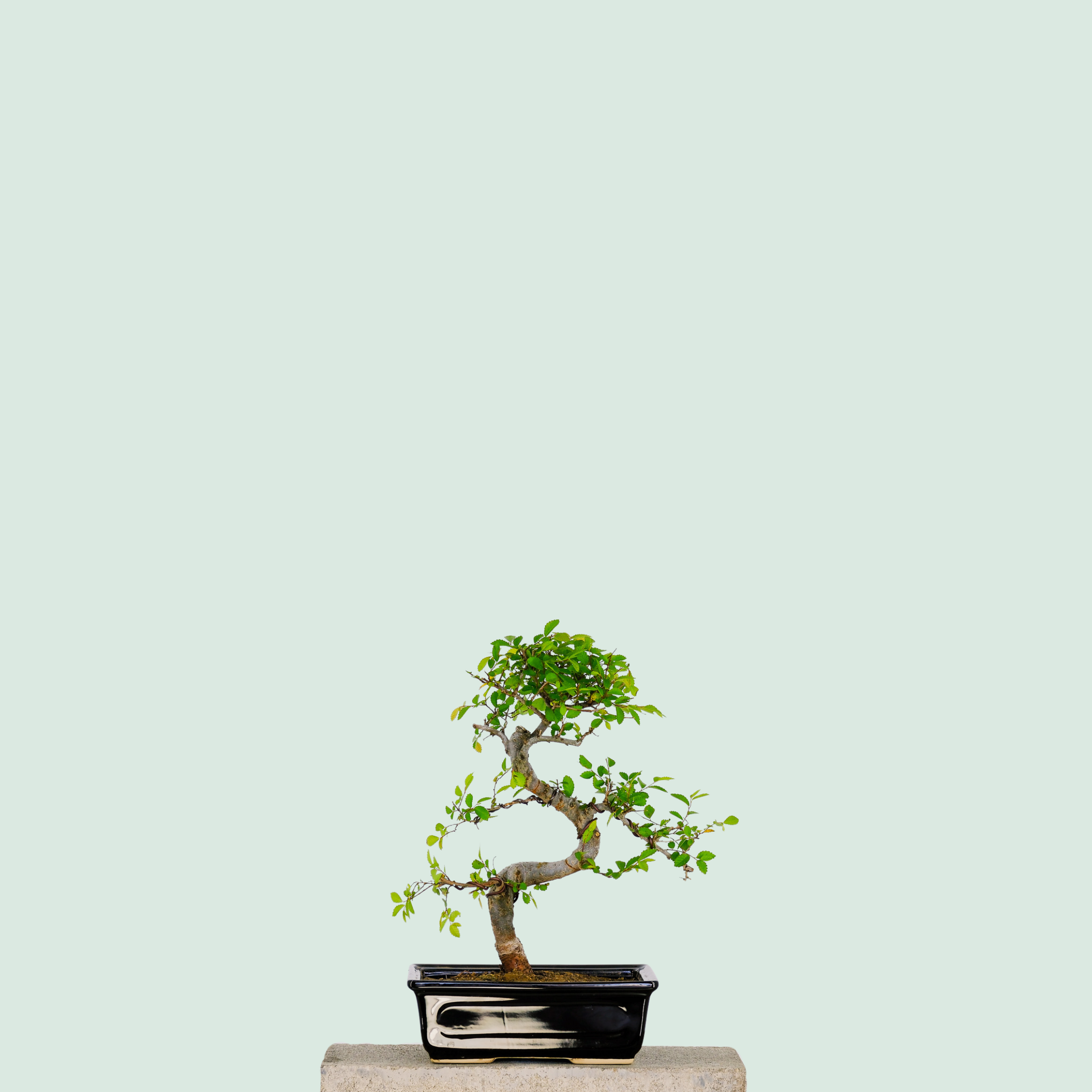 bonsai tree medium Medium Chinese Elm Bonsai Tree 10”