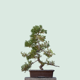 Name Bonsai Tree