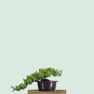 Small Nana Juniper cascade bonsai in a round training pot on a stone pedestal