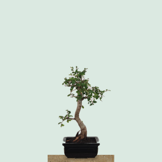Chinese Elm bonsai tree #201 in a black glazed pot on a stone pedestal