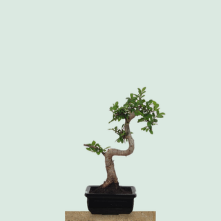 Chinese Elm bonsai tree #202 in a black glazed pot on a stone pedestal