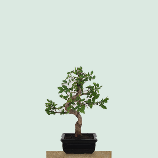 Chinese Elm bonsai tree #203 in a black glazed pot on a stone pedestal
