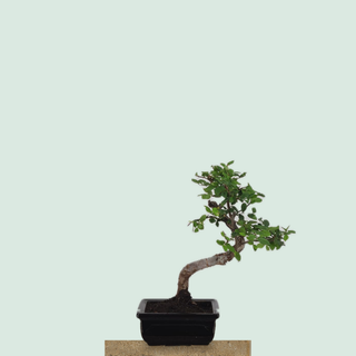 Chinese Elm bonsai tree #204 in a black glazed pot on a stone pedestal
