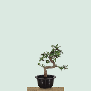 Chinese Elm bonsai tree #205 in a round training pot on a stone pedestal