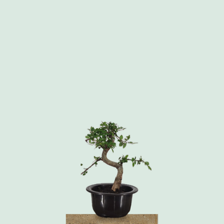 Chinese Elm bonsai tree #206 in a round training pot on a stone pedestal