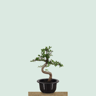 Chinese Elm bonsai tree #207 in a round training pot on a stone pedestal