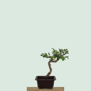 Chinese Elm bonsai tree #208 in a rectangular training pot on a stone pedestal