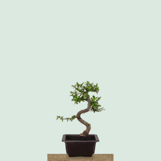 Chinese Elm bonsai tree #209 in a rectangular training pot on a stone pedestal