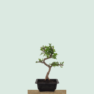 Chinese Elm bonsai tree #210 in a rectangular training pot on a stone pedestal