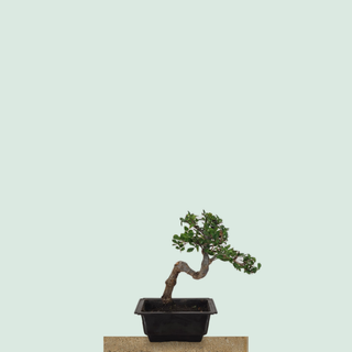 Chinese Elm bonsai tree #211 in a rectangular training pot on a stone pedestal