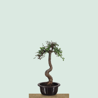 Chinese Elm bonsai tree #212 in a round training pot on a stone pedestal