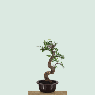 Chinese Elm bonsai tree #213 in a round training pot on a stone pedestal