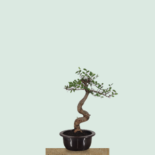 Chinese Elm bonsai tree #214 in a round training pot on a stone pedestal
