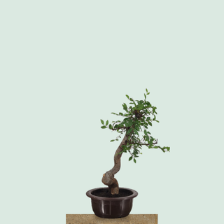 Chinese Elm bonsai tree #215 in a round training pot on a stone pedestal