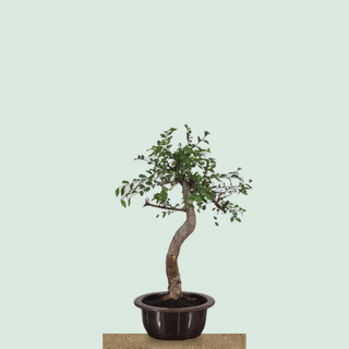 Chinese Elm bonsai tree #216 in a round training pot on a stone pedestal