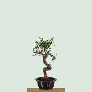 Chinese Elm bonsai tree #217 in a round training pot on a stone pedestal