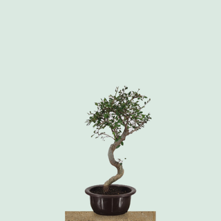 Chinese Elm bonsai tree #218 in a round training pot on a stone pedestal