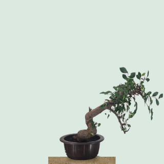 Semi-cascade Chinese Elm bonsai tree #219 in a round training pot on a stone pedestal