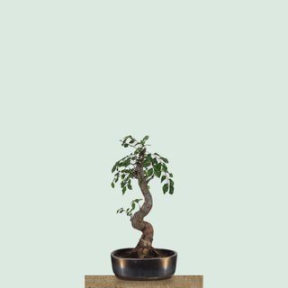 Chinese Elm bonsai tree #220 in a glazed bronze ceramic pot on a stone pedestal