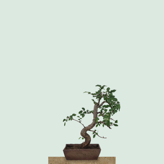 Chinese Elm bonsai tree #221 in an unglazed clay rectangular pot on a stone pedestal
