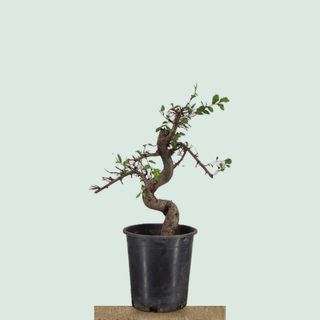 Pre-bonsai Chinese Elm #222 in a 1-gallon nursery pot on a stone pedestal