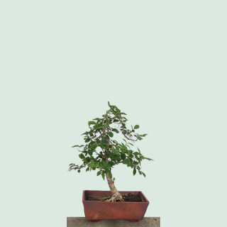 Chinese Elm bonsai tree #230 in a terracotta Senor Square pot on a stone pedestal
