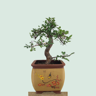 Large Chinese Elm bonsai tree #301 in a hand-painted Chinese pot on a stone pedestal