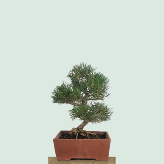 Cork bark Japanese Black Pine bonsai in a handmade Señor square pot on a stone pedestal