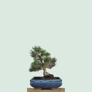 Cork bark Japanese Black Pine bonsai in a Japanese blue glazed pot on a stone pedestal