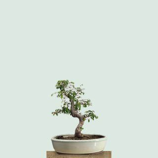 Medium Chinese Elm bonsai in a glazed oval pot on a stone pedestal